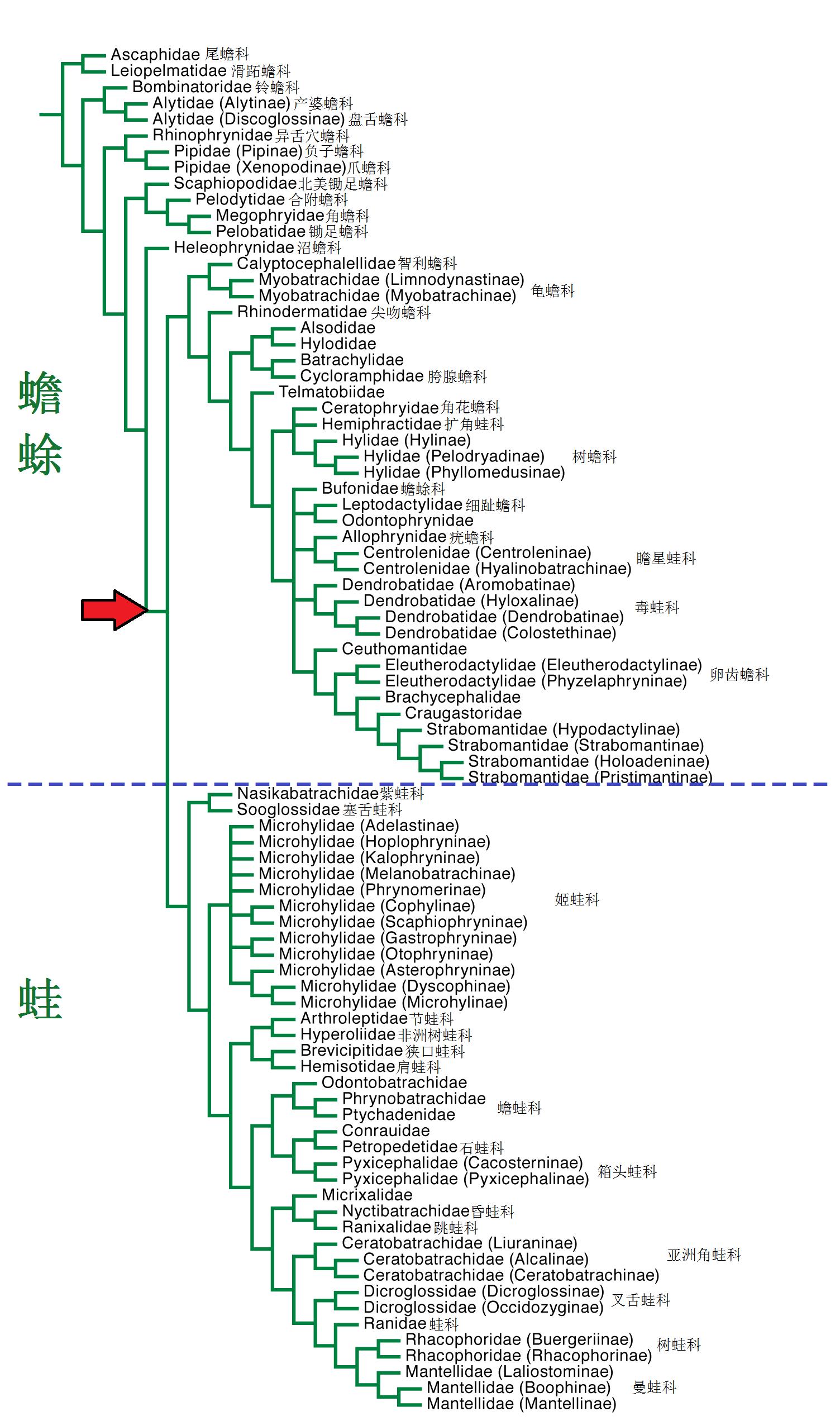 青蛙和癞蛤蟆哪一个更厉害,分不清蟾蜍和青蛙