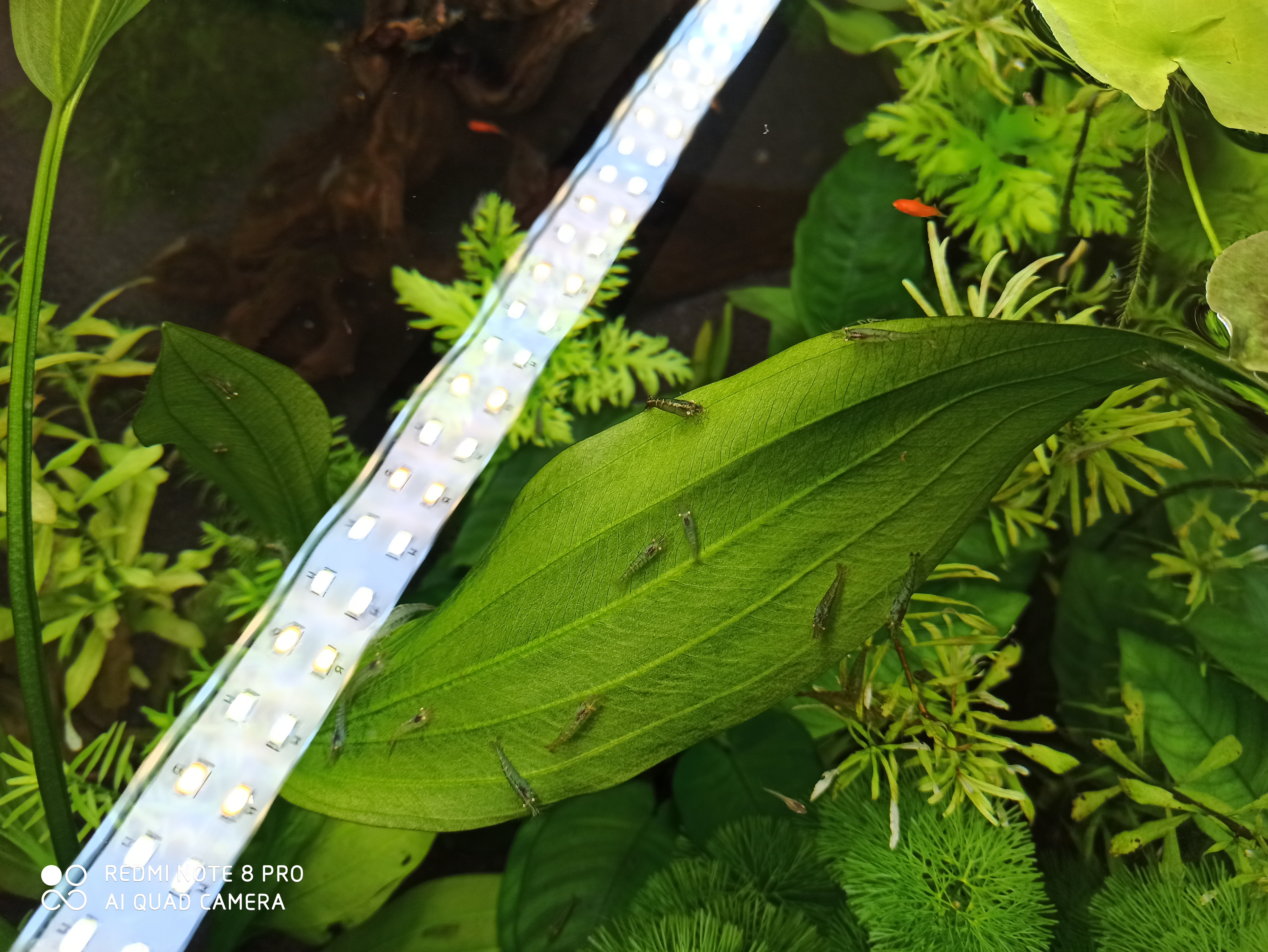 囊螺爆缸会不会导致黑壳虾死亡,10几只黑壳虾一个冬天能爆缸吗