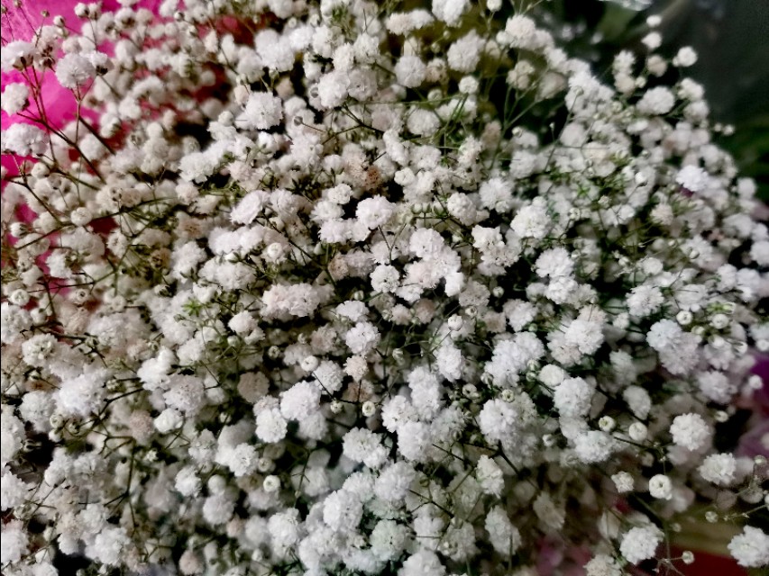 种下“绿叶子”   烤出“黄叶子”   换来“金票子”