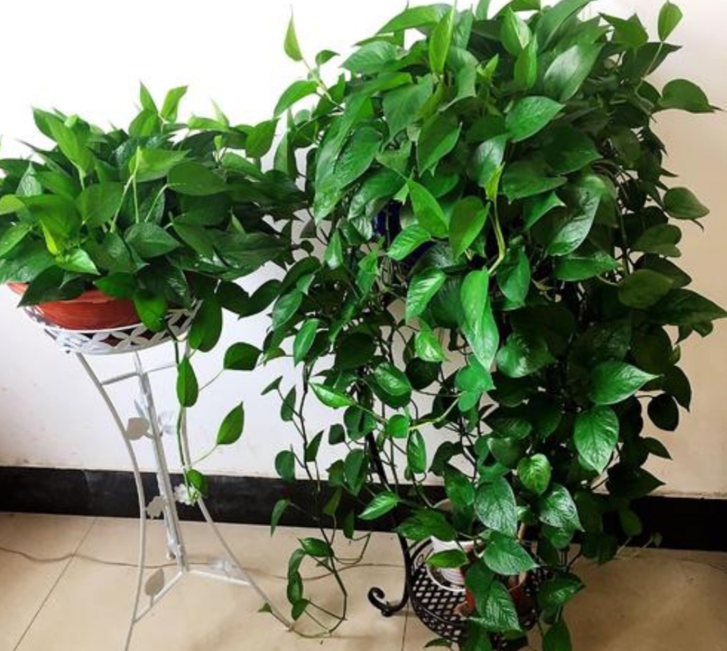 养绿萝，不能只浇水，做好3个方面，才能长势茂盛