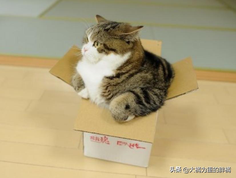 猫咪为什么喜欢咬纸箱吃,猫咪为什么爱咬塑料袋咬完就吐