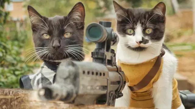 幼猫乱尿怎么纠正,幼猫乱拉大小便怎么教育