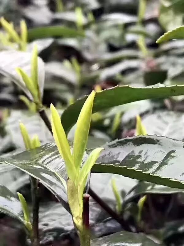 蒙顶山赋雅轩,蒙顶山绿茶赋雅轩