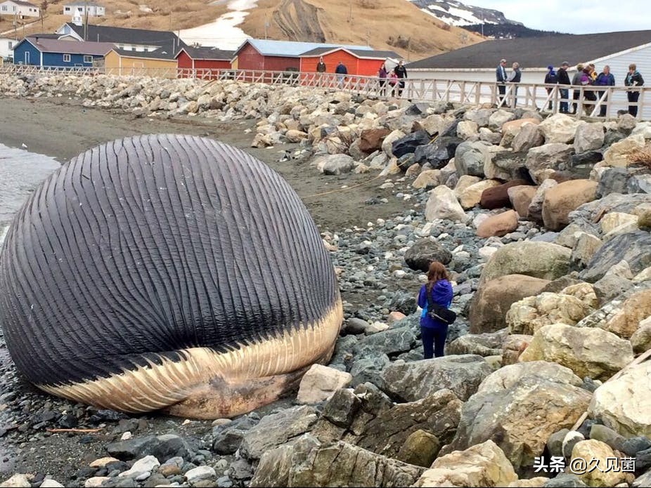 为什么说带鱼很少看见活的,我们为什么看不到活的带鱼