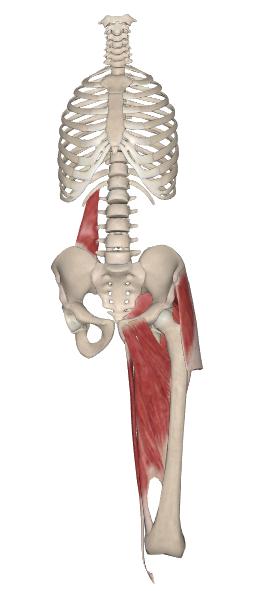 股内侧肌怎么拉伸放松,股外侧肌紧张怎么缓解