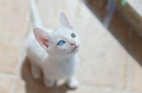 流浪猫被救助后特别黏主人,流浪猫粘鼠板救助