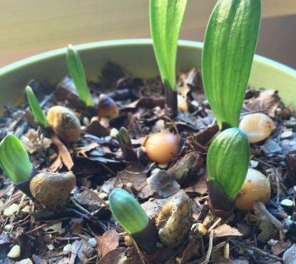 君子兰种子什么时候播种最好,君子兰种子什么样才能播种