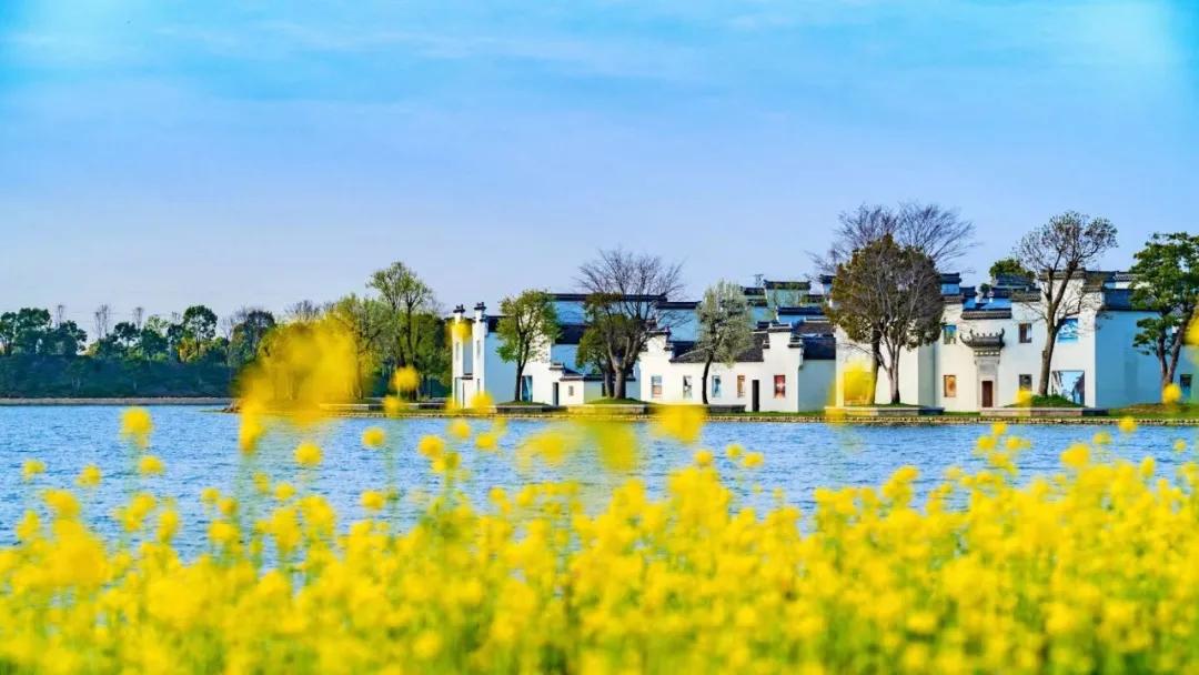 引爆旅游市场！奥体旁将打造蚌埠不夜城！新添古树苑文旅中心