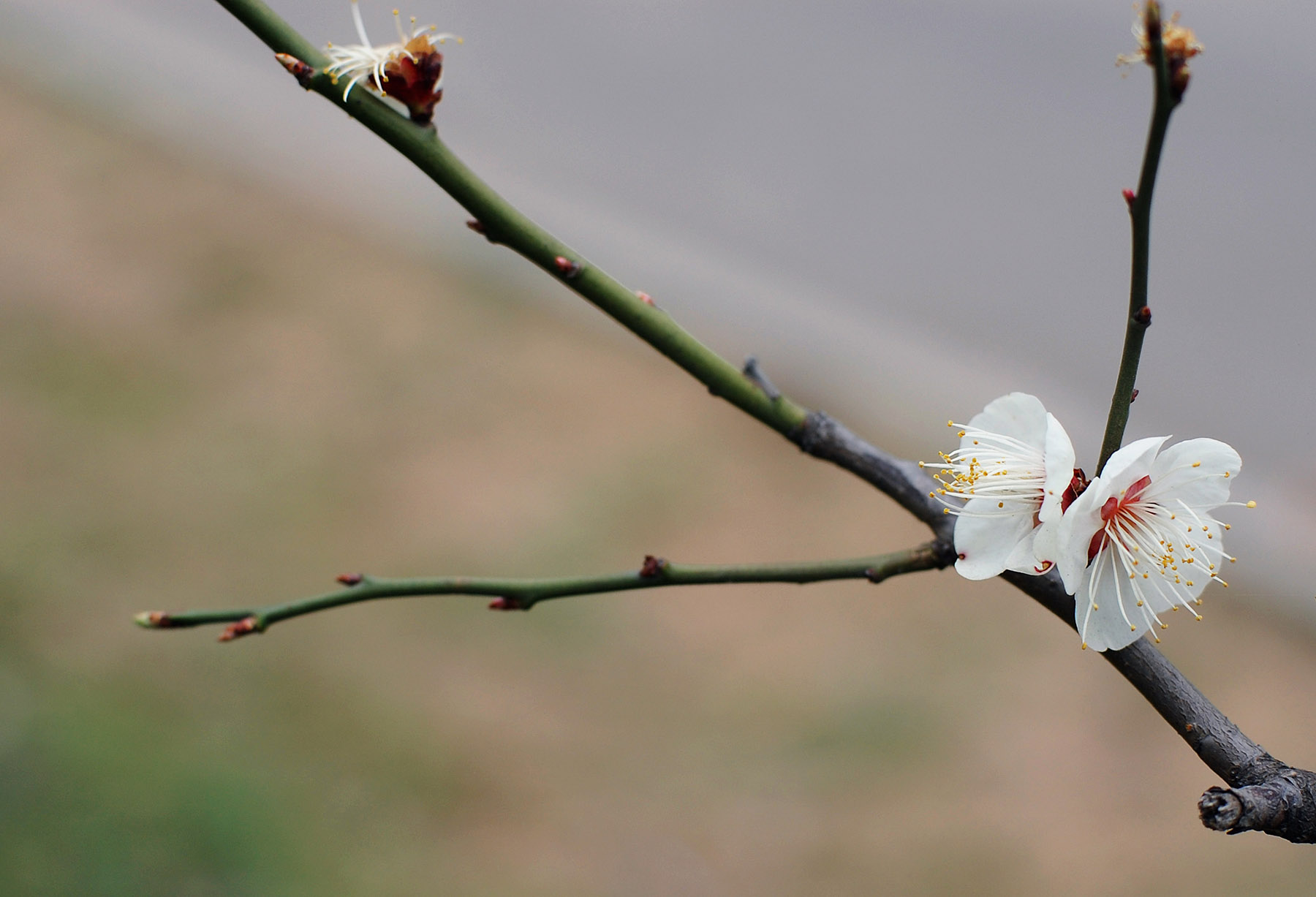 尼康d40机身,尼康第一部数码单反