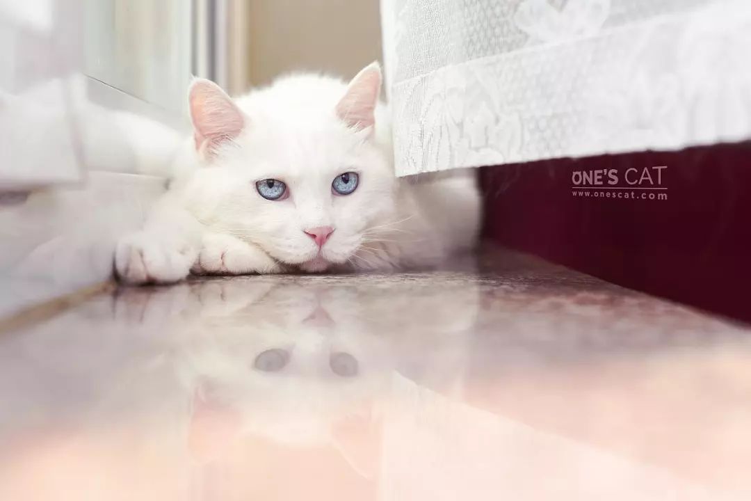 爱猫不慎走失，原因令主人伤心，铲屎官应学两种寻猫小方法！