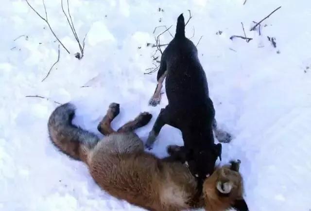 各国猛犬品种排名,各国品种猛犬