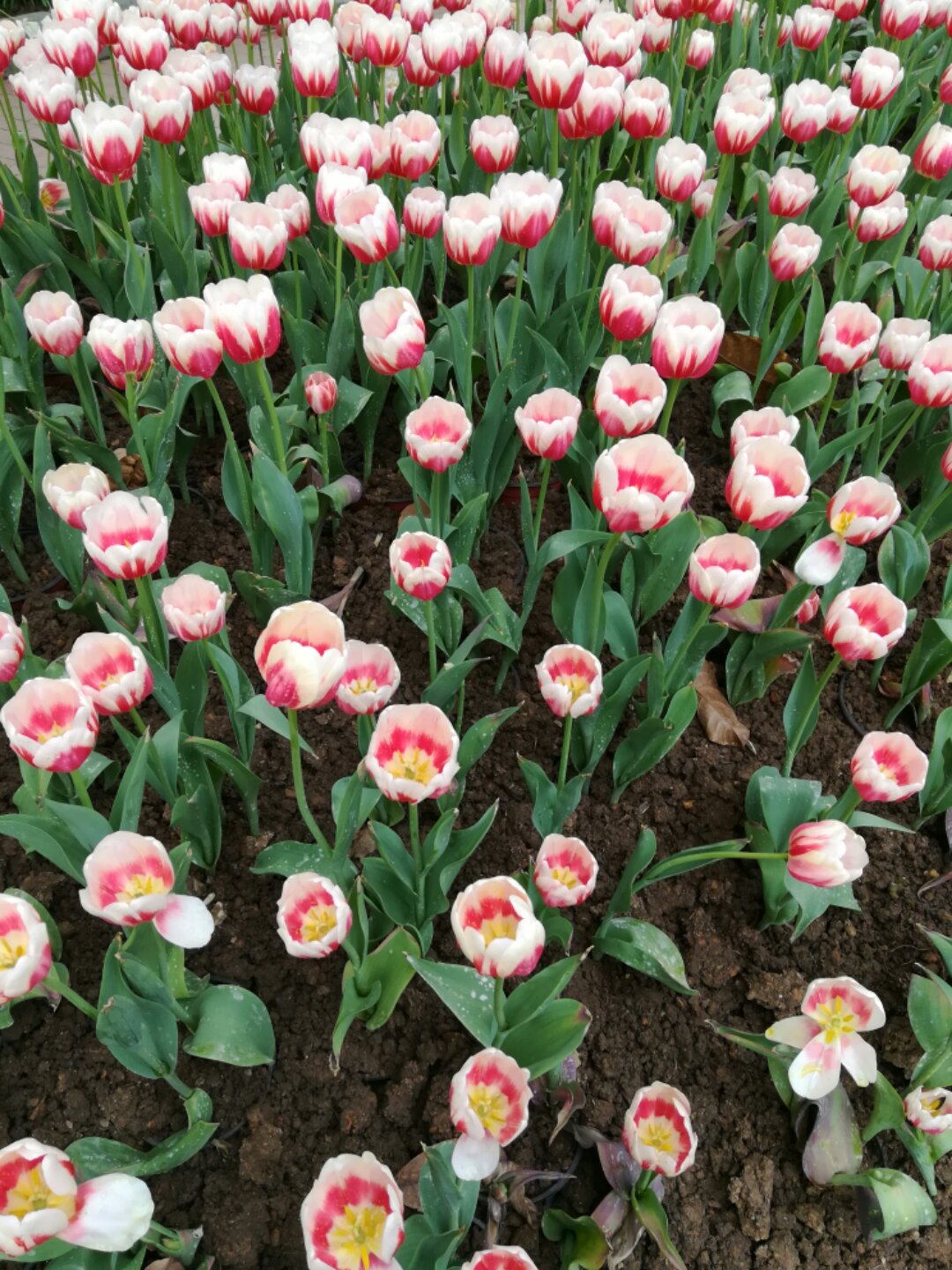 青秀山奇幻之旅,南宁2022奇妙之旅