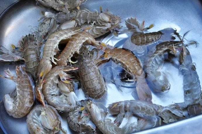 皮皮虾为什么无法养殖,皮皮虾为什么没有养殖的