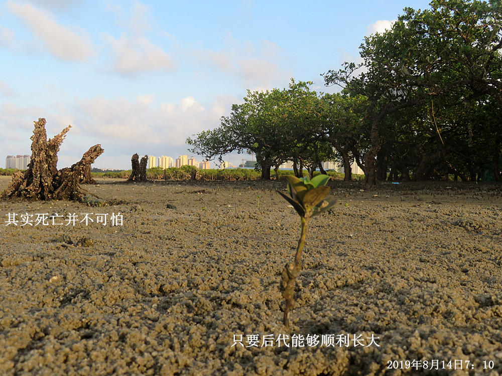 痛心！北海红树林不设防，任你踩任你挖