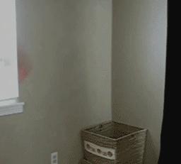 如何训练一只猫,如何训练一只猫用猫砂