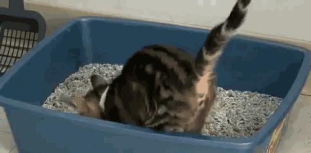 被猫围观的猫咪,被猫咪围观