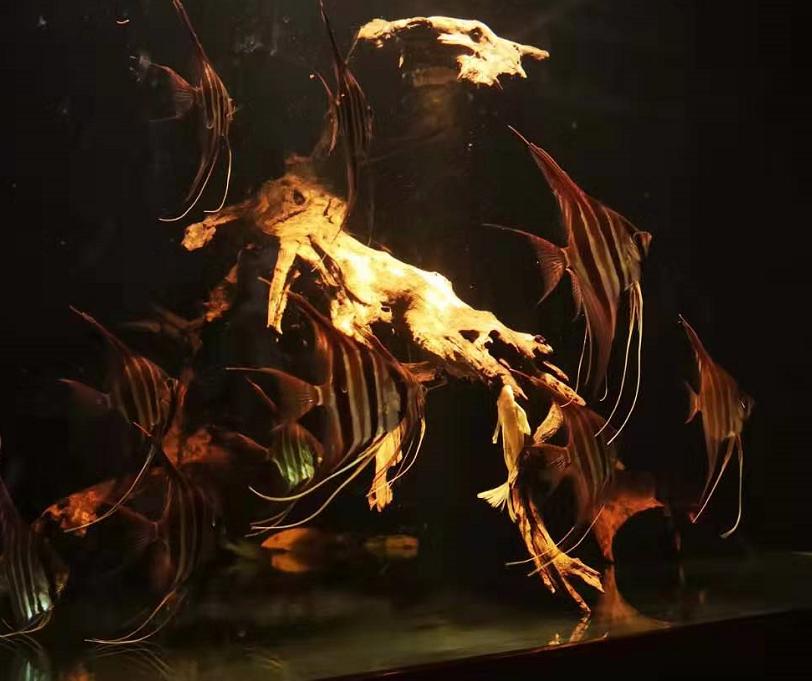 鱼缸水质慢慢跌酸了怎么办,鱼缸水质跌酸了怎么能看出