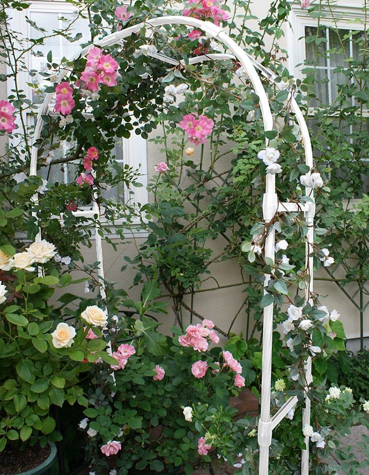 十种超美的花卉爬藤,7种爬藤月季种在小院美如画