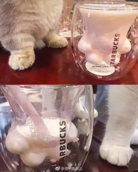 一只猫爪杯,让平静的江湖又掀起了一阵腥风血雨