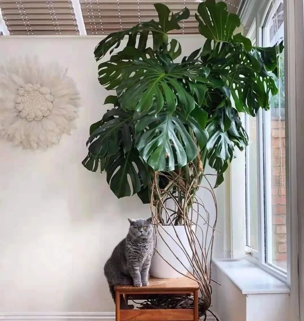 装饰高级感家里绿植推荐,室内装饰花卉及盆景植物