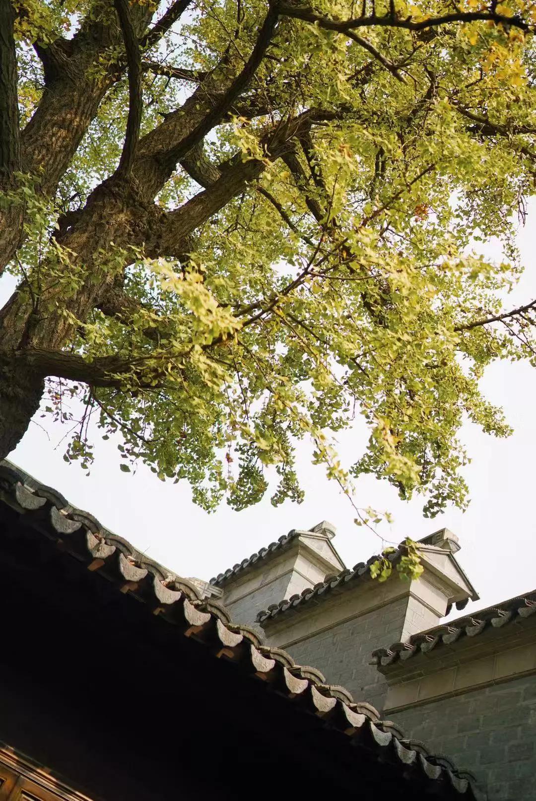 汉服体验打卡,免费体验汉服