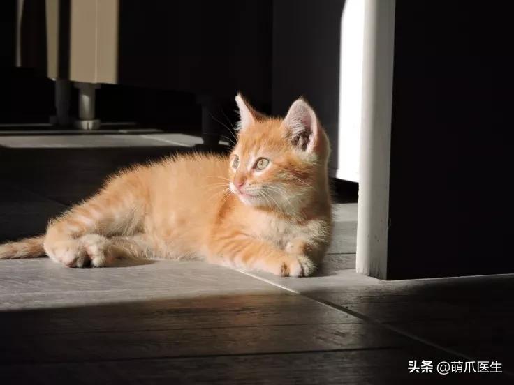 猫咪舔鼻子代表着什么,猫咪舔鼻子是什么原因
