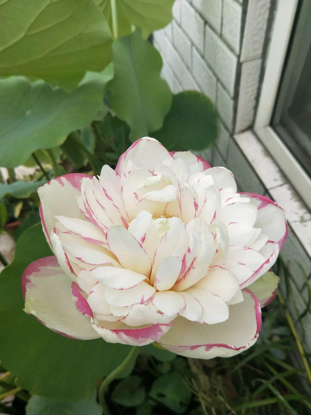 用碗莲的种子养殖多久可以开花,碗莲怎么养才能结种子