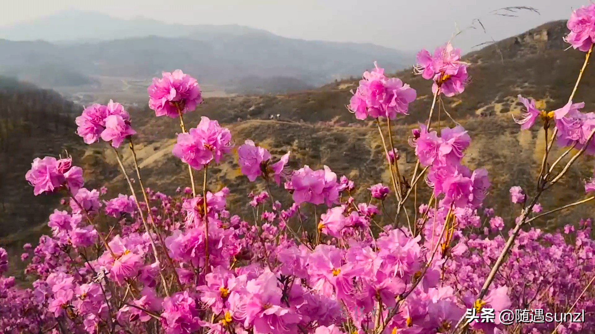 岫岩黄岭子映山红景区简介,岫岩开映山红在哪个地方