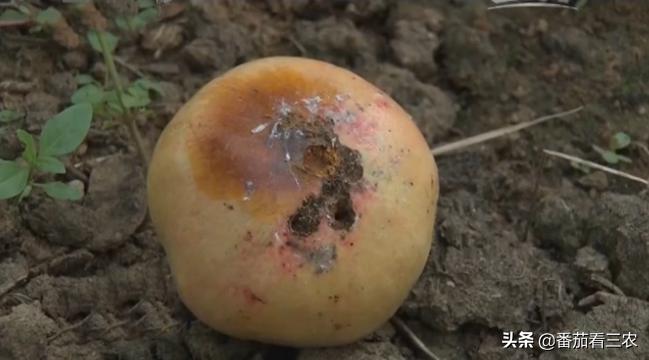 石榴防开裂套袋,石榴疏果技术