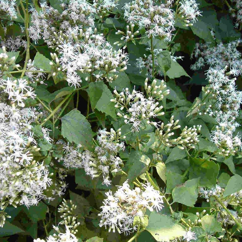 河南外来入侵野草 (入侵的野草)