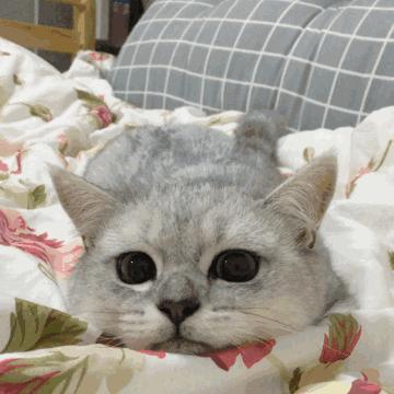 有哪些品种的猫咪性格特别黏人,各种猫咪性格特点