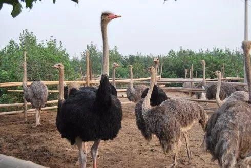 鸵鸟养殖百亿产业,一个蛋卖20元