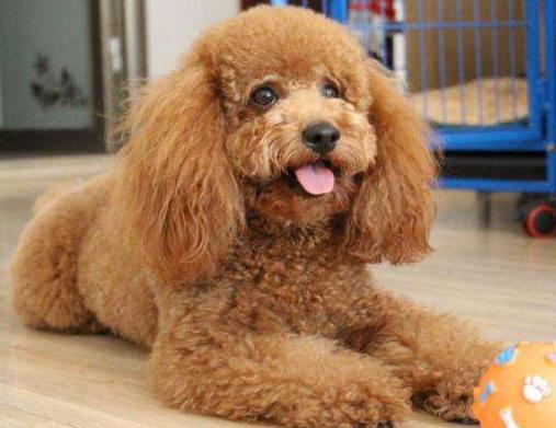 泰迪犬的睡姿图片,泰迪犬如何睡觉