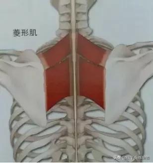 翼型肩胛骨怎么改善体态,瘦出来的蝴蝶骨是翼状肩胛吗