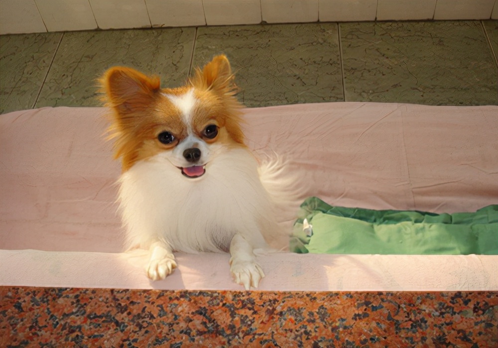 狗狗感冒会死掉吗？发现狗狗感冒之后应该怎么处理？三大措施参考