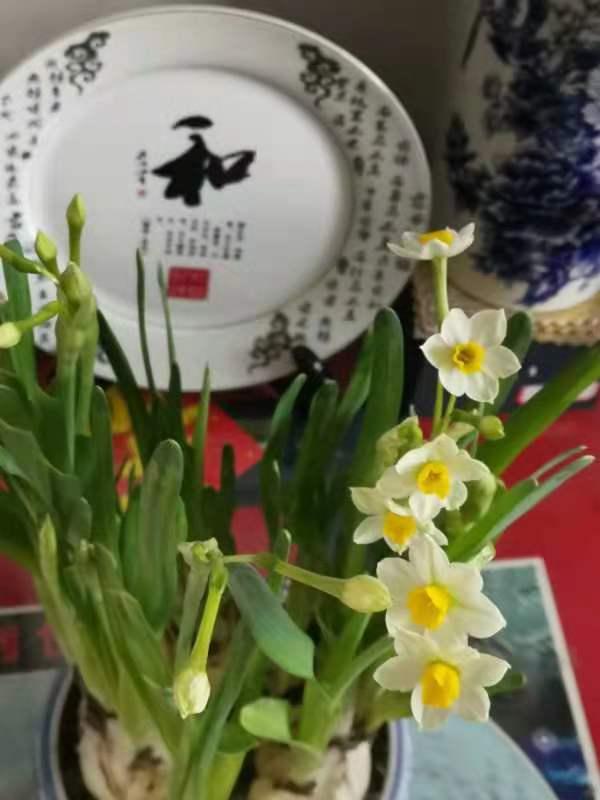 水仙花快要枯萎的时候长什么样子,怎样让枯萎的水仙花复活
