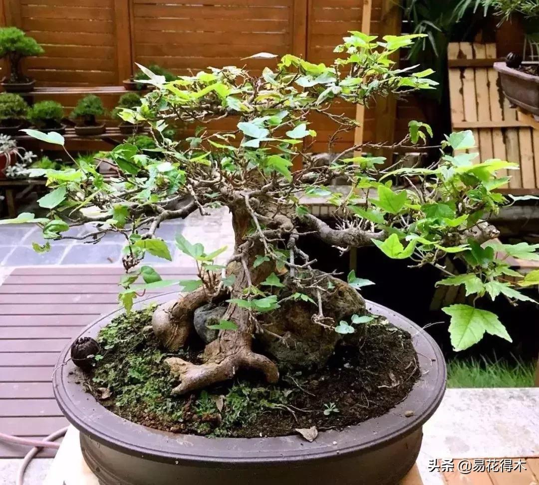 日本红枫和中国红枫有什么区别,日本红枫和中国红枫盆景的区别