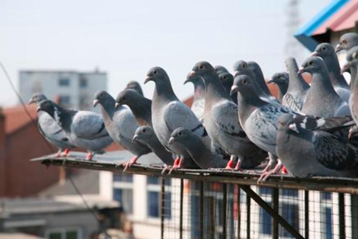 幼鸽开家怎么要乱飞,幼鸽开家飞丢