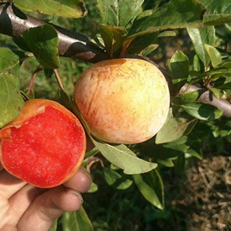 一亩恐龙蛋多少钱,树上结了好多恐龙蛋