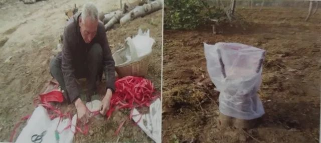 低产苹果树的改造方法,老富士苹果树改造