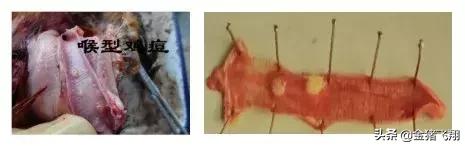 防治鸡痘最有效的药,鸡痘病的最佳治疗方法