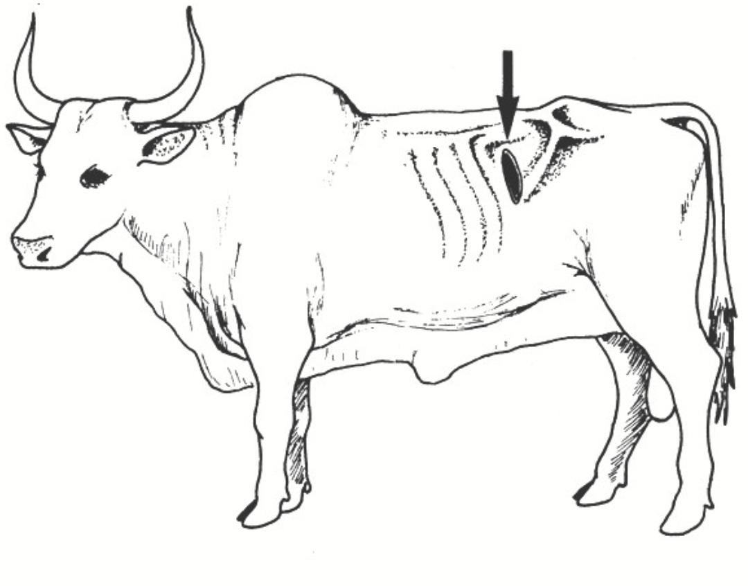 为什么要给牛身上开一个洞呢,为什么牛要开洞
