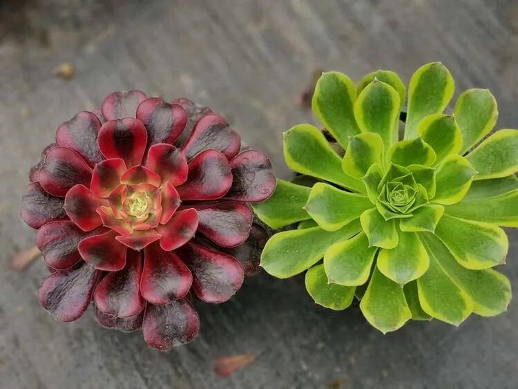 多肉法师韶羞现在能摘心吗,韶羞法师和荷兰玫瑰法师的区别