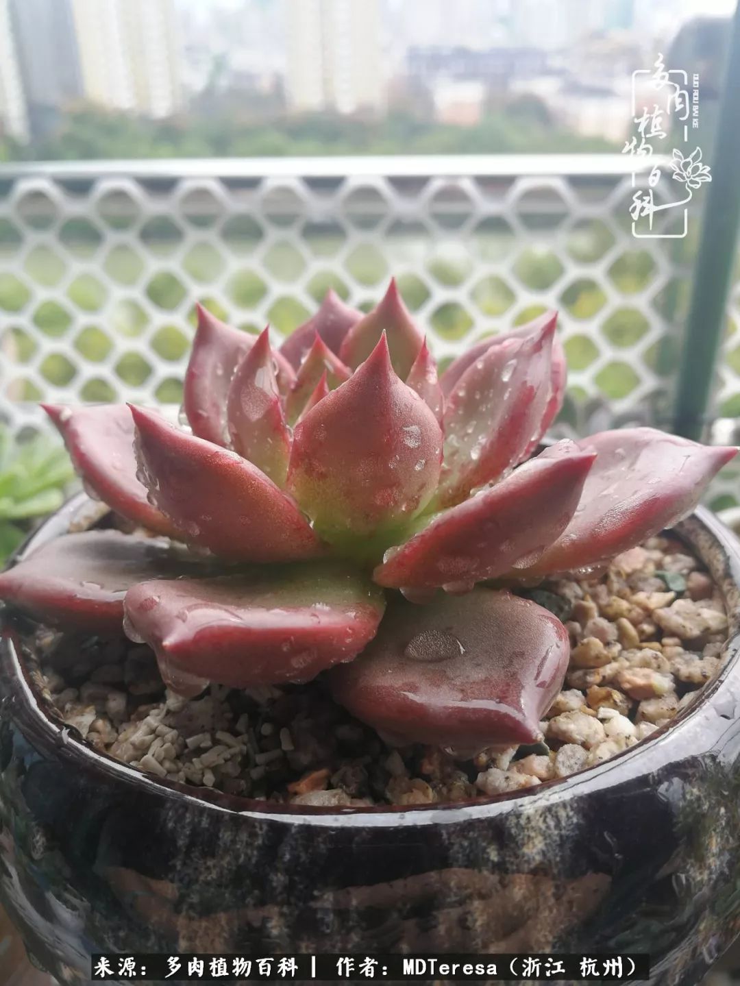 养好能养好的才是王道！期待多肉们的华丽转身