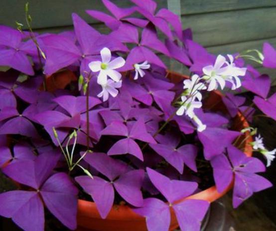 紫叶幸运草晚上怎么养,紫花幸运草养殖方法