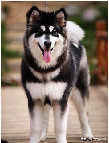 雪橇三傻很聪明,雪橇三傻十分的可爱