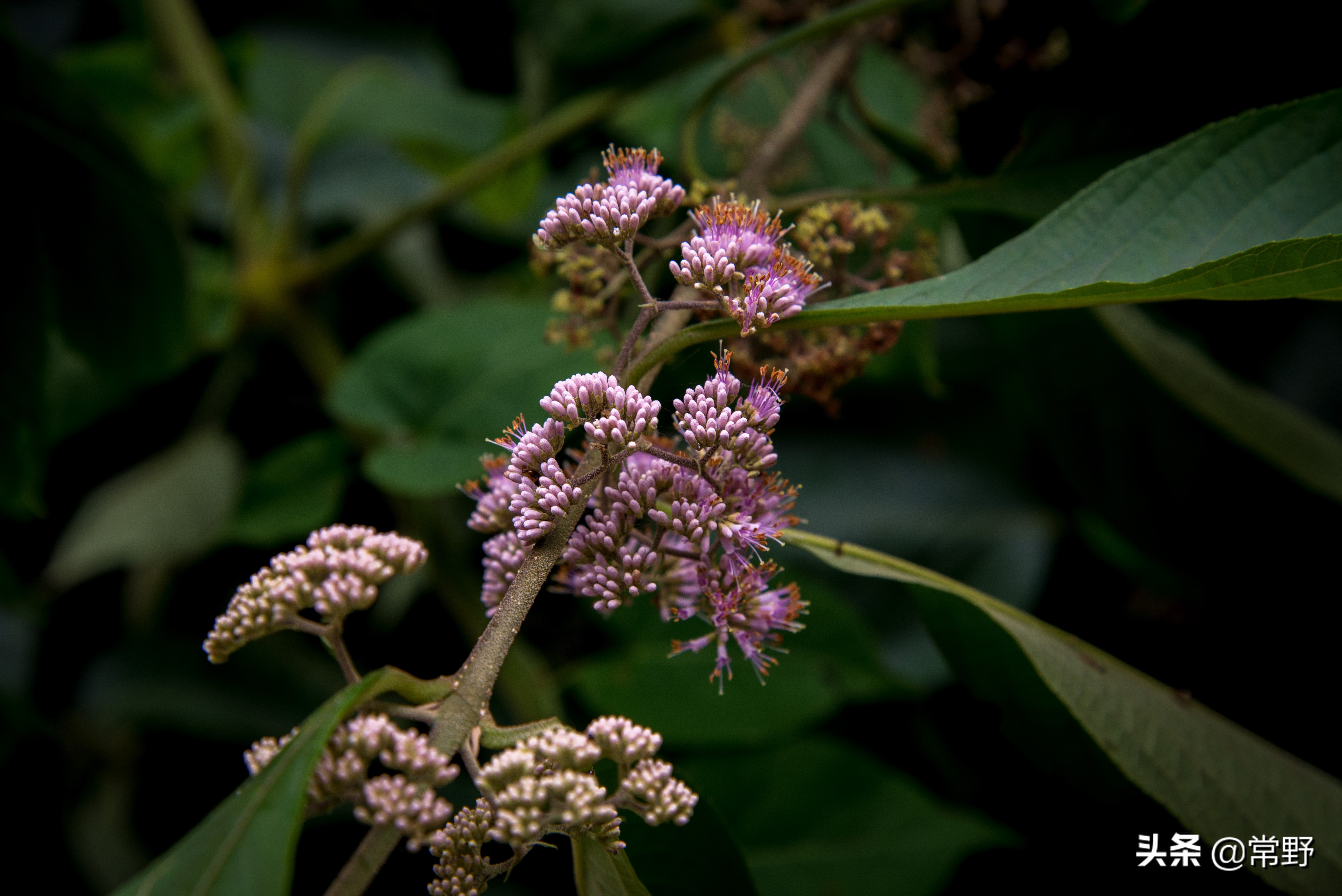 长沙谷山为什么叫谷山,长沙郊野公园