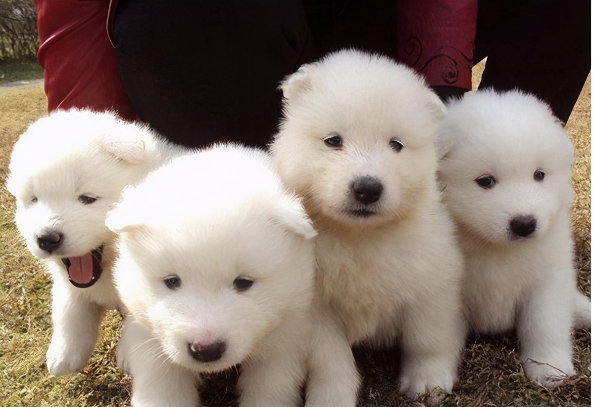 新手养狗不妨养这5种好养又不臭,新手养狗的一些必备常识