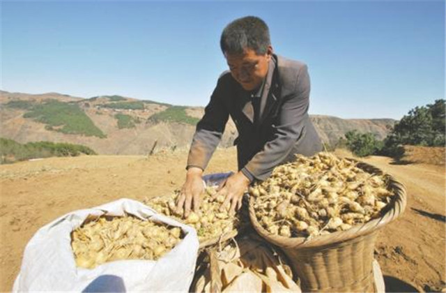 玛咖种子怎样种植,人工种植的玛卡