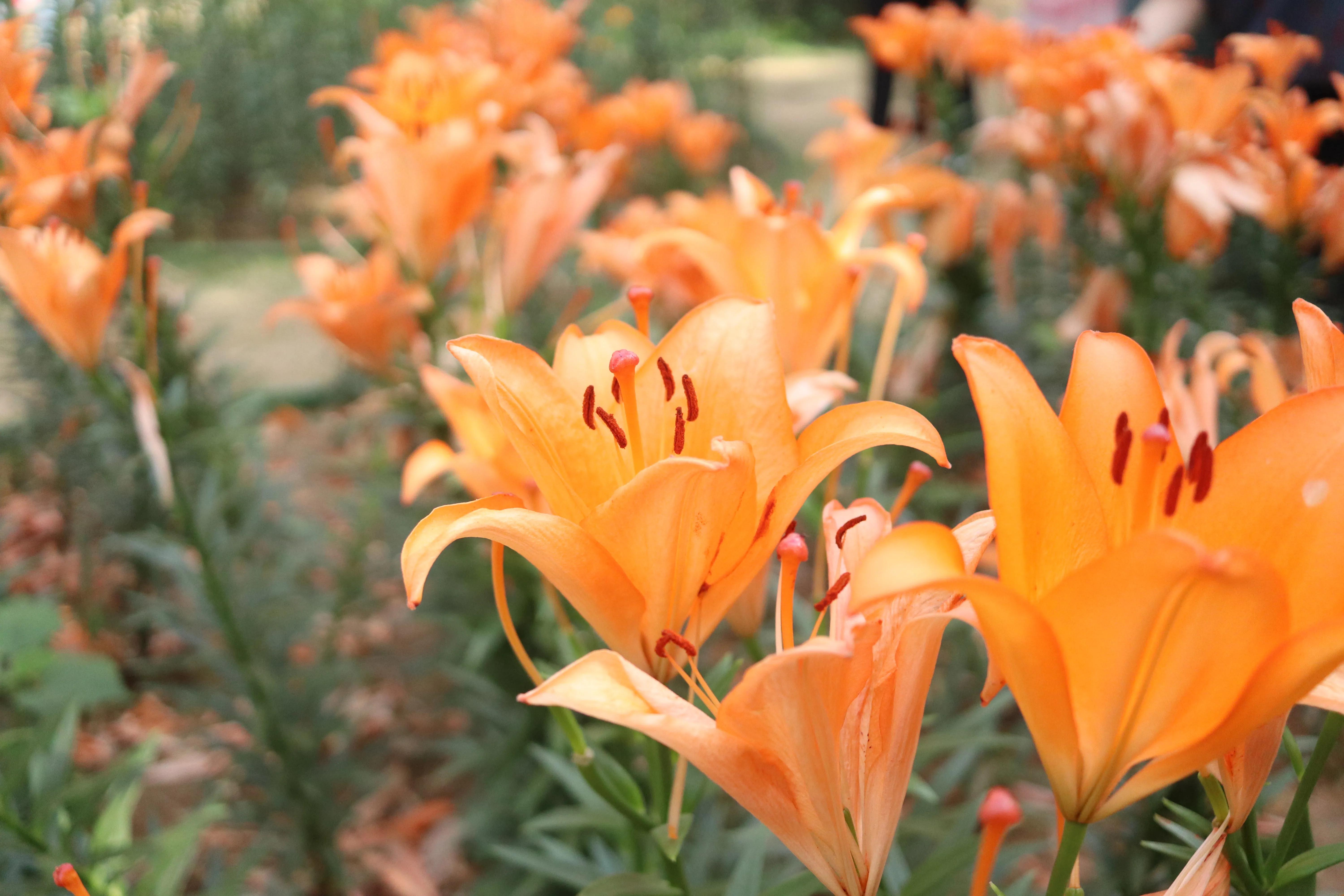 无锡荣氏梅园梅花绽放,无锡荣氏梅园百合花